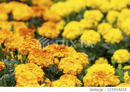 満開のマリーゴールド 宮城県川崎町 満開のマリーゴールド 宮城県川崎町 115914816