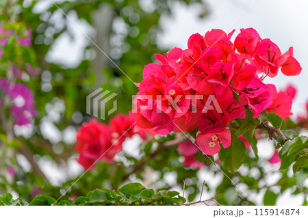 初夏の海風・運河に咲き誇るブーゲンビリア・ブーゲンビレア風景 観光スポット (八代市日奈久町) 初夏の海風・運河に咲き誇るブーゲンビリア・ブーゲンビレア風景 観光スポット (八代市日奈久町) 115914874