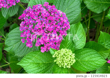 紫陽花の花クローズアップ「ブーゲンビリア運河周辺に咲き乱れるガクアジサイの花」　(八代市日奈久町) 115914923