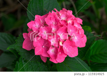 紫陽花の花クローズアップ「ブーゲンビリア運河周辺に咲き乱れるガクアジサイの花」 (八代市日奈久町) 紫陽花の花クローズアップ「ブーゲンビリア運河周辺に咲き乱れるガクアジサイの花」 (八代市日奈久町) 115914925