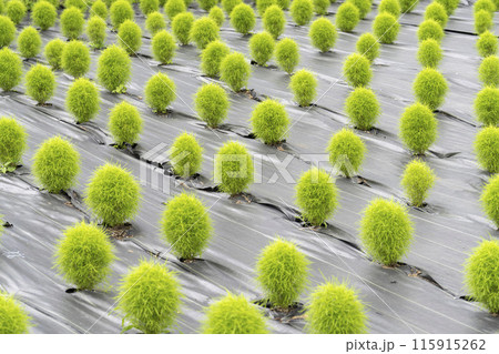 青々としたたくさんのミニコキア　宮城県川崎町　 115915262