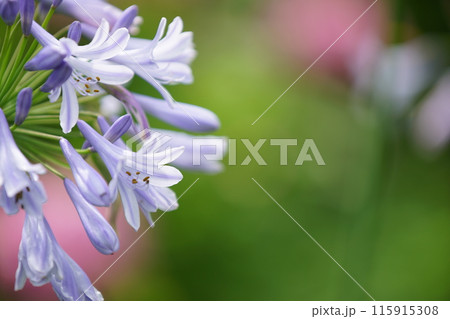 清涼感のある初夏の花 アガパンサス 清涼感のある初夏の花 アガパンサス 115915308