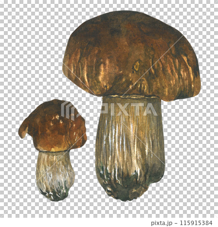 Watercolor porcini mushrooms.Composition is drawn by hand, isolated on a white background. For textiles and cooking Watercolor porcini mushrooms.Composition is drawn by hand, isolated on a white background. For textiles and cooking 115915384