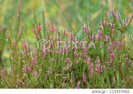 カルーナ（ギョリュウモドキ）の花 115915402