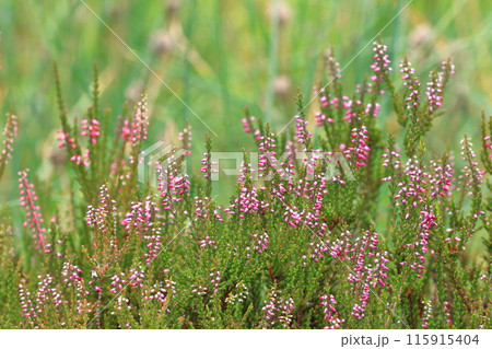 カルーナ（ギョリュウモドキ）の花 115915404