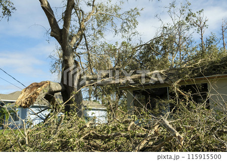 Damage to Florida house roof from uprooted tree after hurricane. Insurance claim on destroyed home. Aftermath of natural disaster concept Damage to Florida house roof from uprooted tree after hurricane. Insurance claim on destroyed home. Aftermath of natural disaster concept 115915500