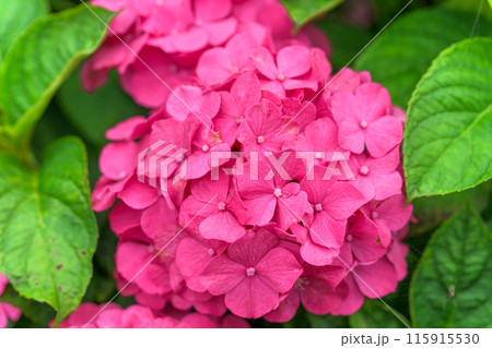 紫陽花の花クローズアップ「ブーゲンビリア運河周辺に咲き乱れるガクアジサイの花」　(八代市日奈久町) 115915530