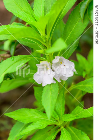 ホウセンカの花 初夏の海風・運河に咲き誇る 観光スポット (八代市日奈久町) ホウセンカの花 初夏の海風・運河に咲き誇る 観光スポット (八代市日奈久町) 115915836