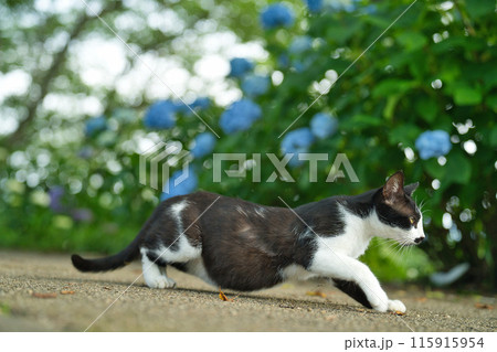 猫のいる風景 猫のいる風景 115915954