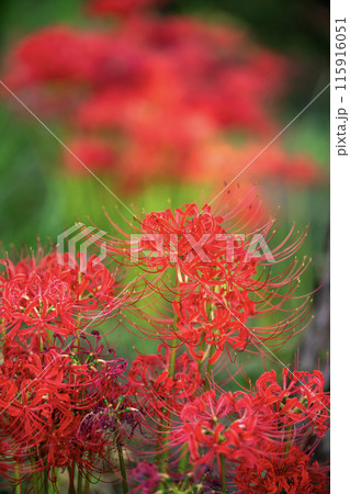 赤い彼岸花 115916051