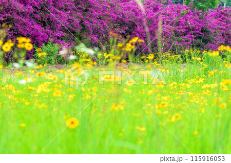 ハルシャギクの花と運河に咲き誇るブーゲンビリア・ハルシャギク風景　観光スポット　(八代市日奈久町) 115916053