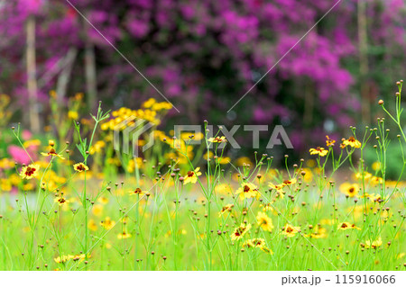 ハルシャギクの花と運河に咲き誇るブーゲンビリア・ハルシャギク風景　観光スポット　(八代市日奈久町) 115916066