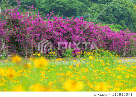 ハルシャギクの花と運河に咲き誇るブーゲンビリア・ハルシャギク風景　観光スポット　(八代市日奈久町) 115916071
