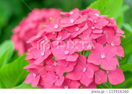 紫陽花の花クローズアップ「ブーゲンビリア運河周辺に咲き乱れるガクアジサイの花」 (八代市日奈久町) 紫陽花の花クローズアップ「ブーゲンビリア運河周辺に咲き乱れるガクアジサイの花」 (八代市日奈久町) 115916160