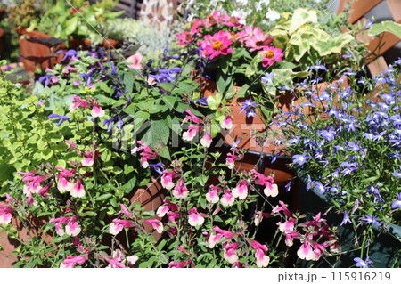 夏の花の寄せ植え＆寄せ鉢 115916219