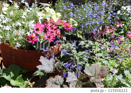 夏の花の寄せ植え＆寄せ鉢 115916221