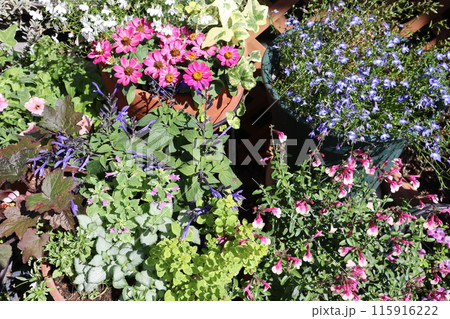 夏の花の寄せ植え＆寄せ鉢 115916222