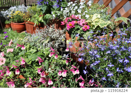 庭の花の寄せ植え＆寄せ鉢 115916224
