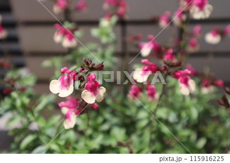 ピンク色のサルビアの花 ピンク色のサルビアの花 115916225