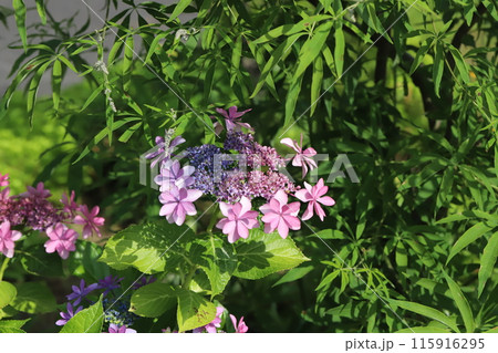 初夏の公園に咲くピンク色の八重咲きのガクアジサイの花 初夏の公園に咲くピンク色の八重咲きのガクアジサイの花 115916295