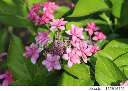 初夏の公園に咲くピンク色の八重咲きのガクアジサイの花 115916301