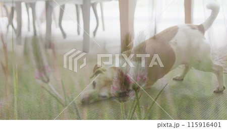 Composite image of tall crops in the field against dog at home 115916401