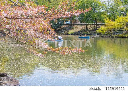 【桜】春の奈良公園　鷺池 115916621