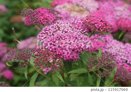 シモツケ シモツケ 115917069