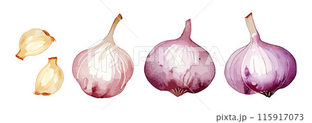 水彩で描いたニンニクのイラスト Generative AI 115917073