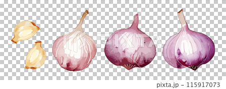 大蒜生成 AI 的水彩插圖 大蒜生成 AI 的水彩插圖 115917073