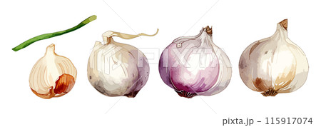 水彩で描いたニンニクのイラスト Generative AI 115917074