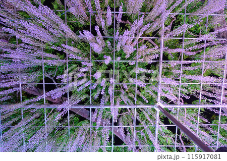 放射状に広がるライトアップされた藤棚 115917081