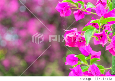 初夏の海風・運河に咲き誇る日奈久ブーゲンビリアロード風景　(八代市日奈久町) 115917418