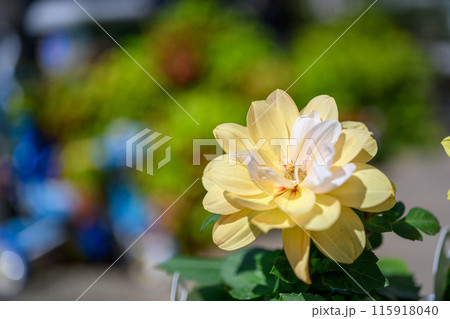 一輪の黄色いダリアの花 115918040