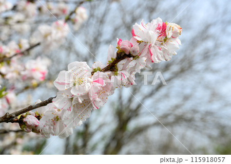 春の訪れを告げる桃の花 115918057
