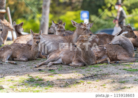 奈良公園の鹿 奈良公園の鹿 115918603