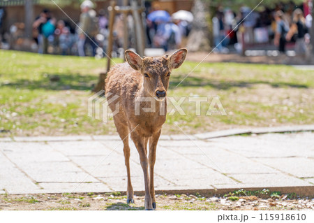 奈良公園の鹿 奈良公園の鹿 115918610