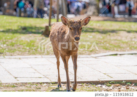 奈良公園の鹿 奈良公園の鹿 115918612
