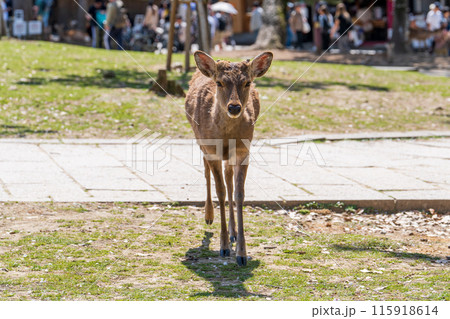 奈良公園の鹿 115918614