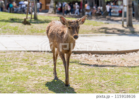 奈良公園の鹿 115918616