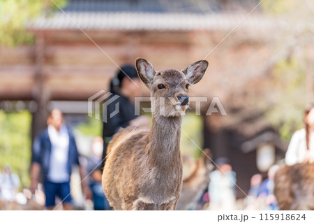奈良公園の鹿 奈良公園の鹿 115918624