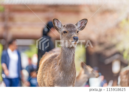 奈良公園の鹿 奈良公園の鹿 115918625