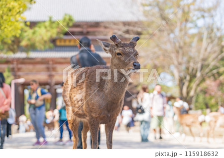 奈良公園の鹿 奈良公園の鹿 115918632