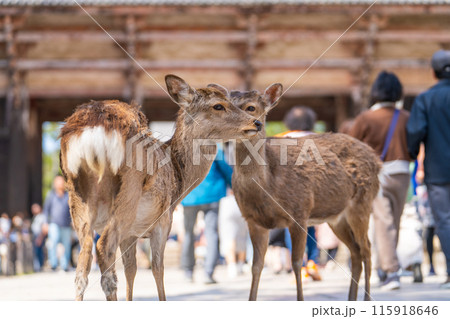 奈良公園の鹿 奈良公園の鹿 115918646