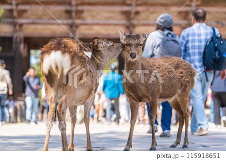 奈良公園の鹿 115918651