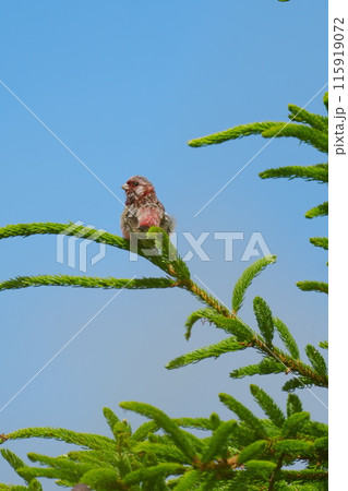 枝に止まるベニマシコ 枝に止まるベニマシコ 115919072