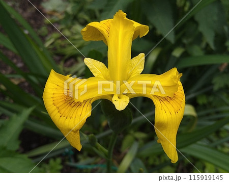 キショウブの花 115919145