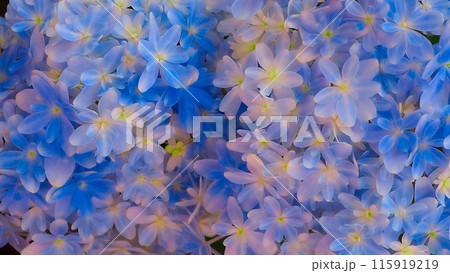 透き通るような紫陽花 115919219