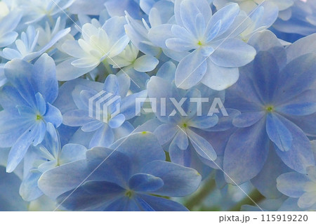 透き通るような紫陽花 115919220