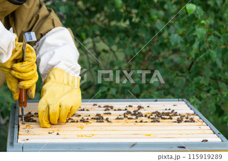 A beekeeper, a woman in a protective suit against bee stings, holds a frame with honey from a bee hive in her hands. Beekeeping, care of the hive 115919289
